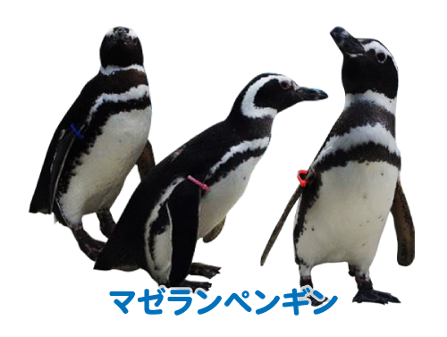 ペンギン